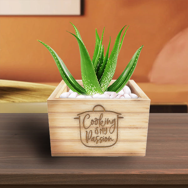 Aloe Vera