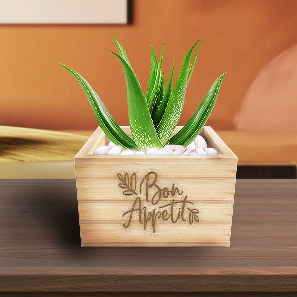 Aloe Vera