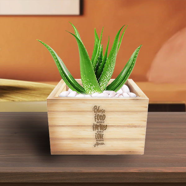 Aloe Vera