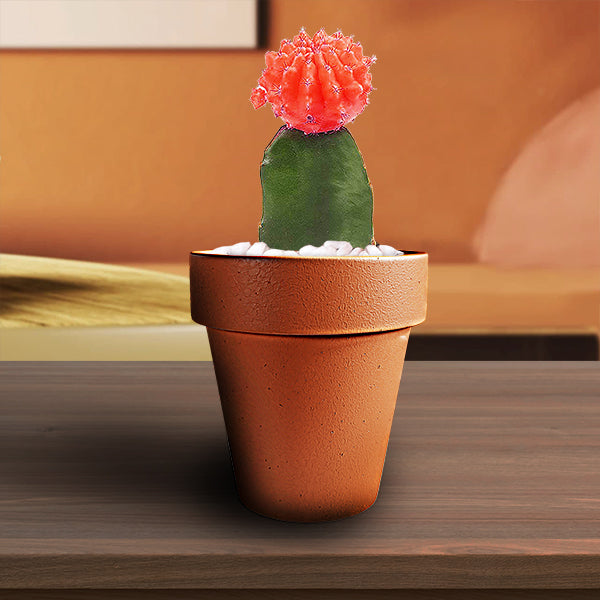 Grafted-top Cactus