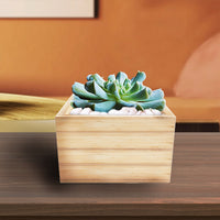 Topsy Turvy Succulent