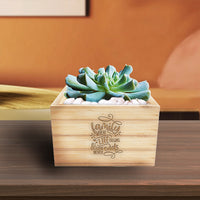 Topsy Turvy Succulent