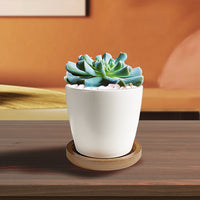 Topsy Turvy Succulent