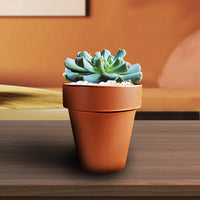 Topsy Turvy Succulent